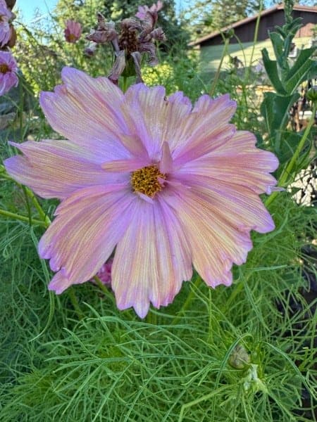 Pink cosmos in bloom at Louise's garden at Watson's in spring