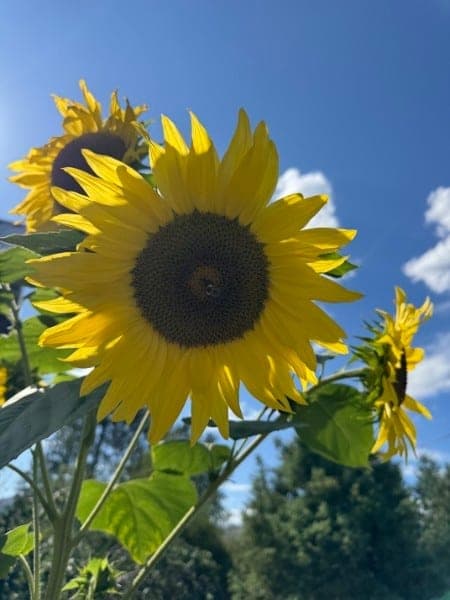 A sunflower in bloom at Louise's on-property garden at Watson's Lakefront Resort