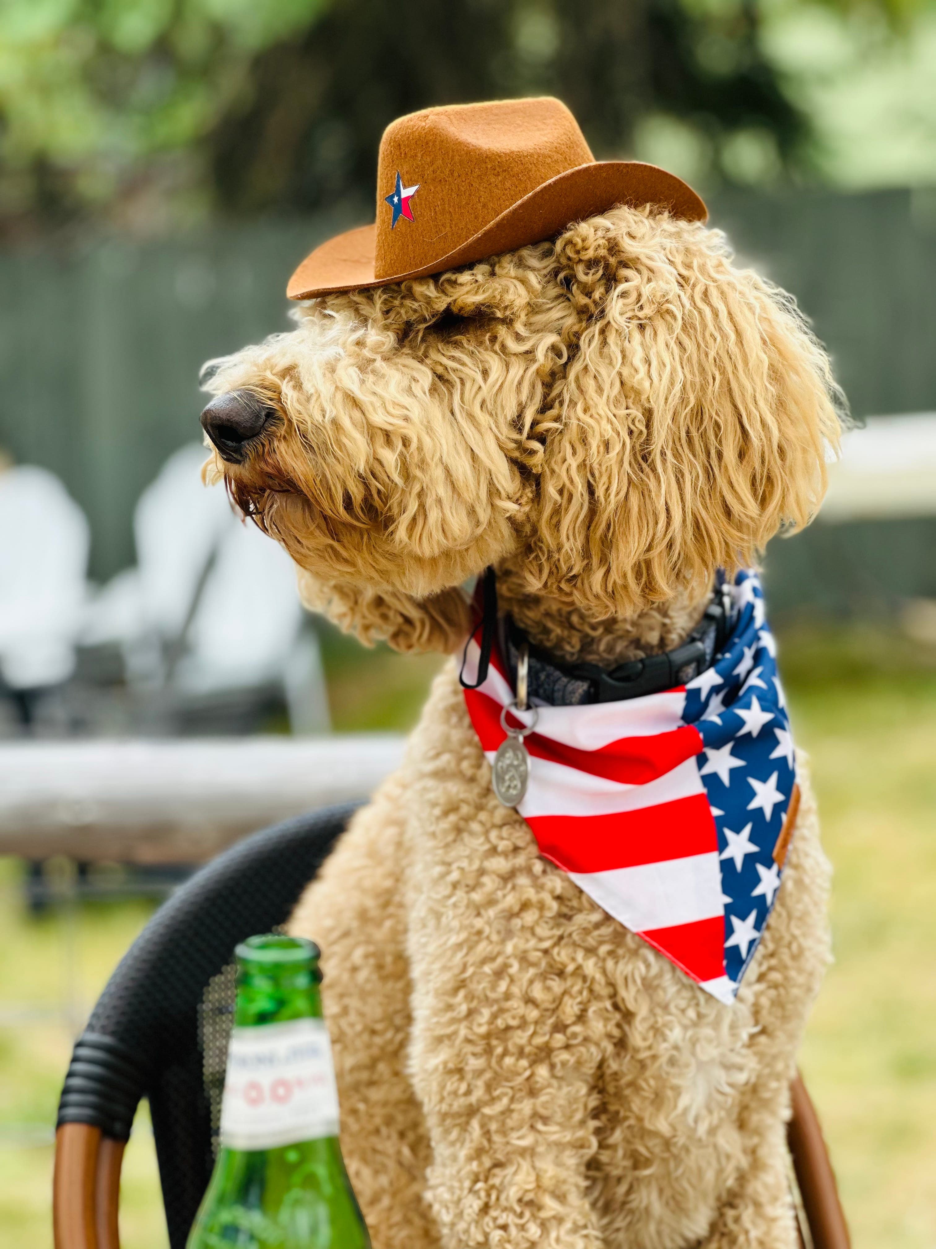 Watson's resident goldendoodle in a brown cowboy hat with an American-flag bandana