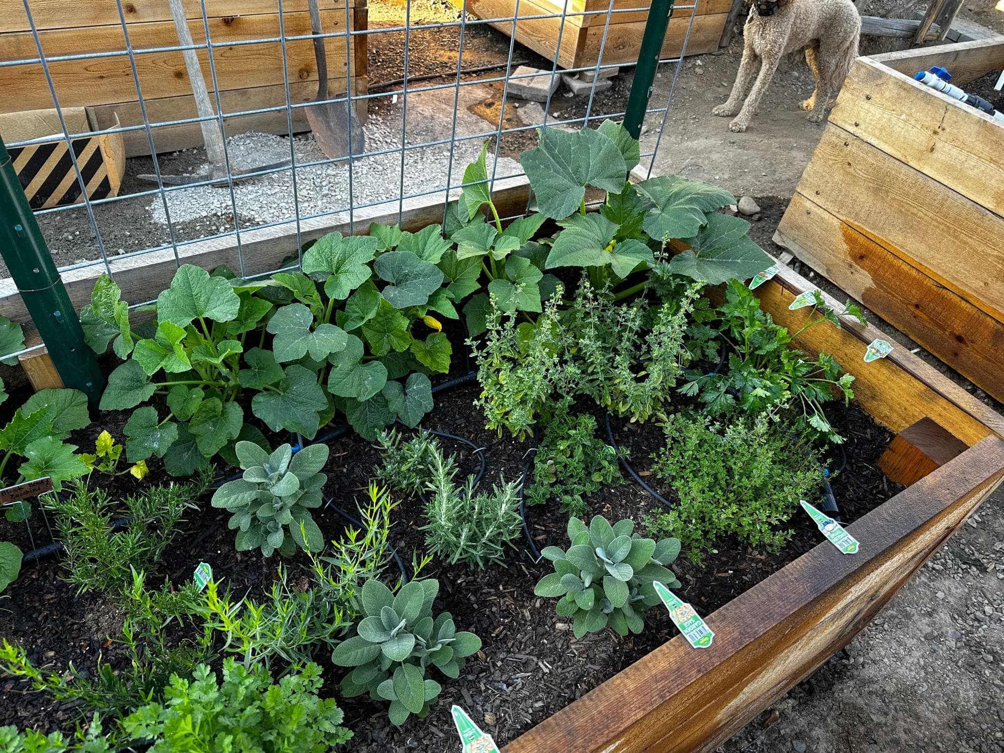 Louise's raised-bed herb garden with squash, rosemary, sage, and thyme
