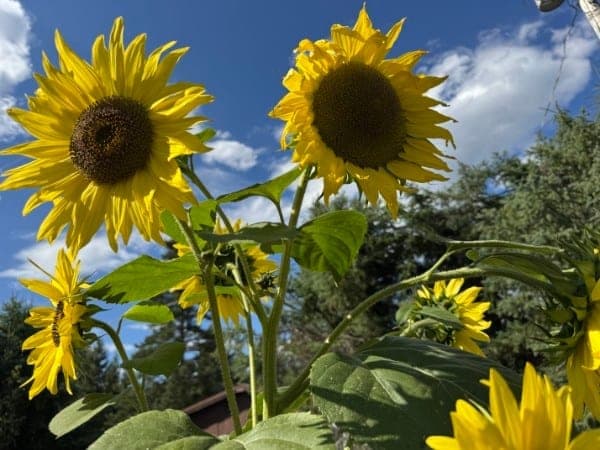 A cluster of sunflowers in bloom at Watson's on-property garden