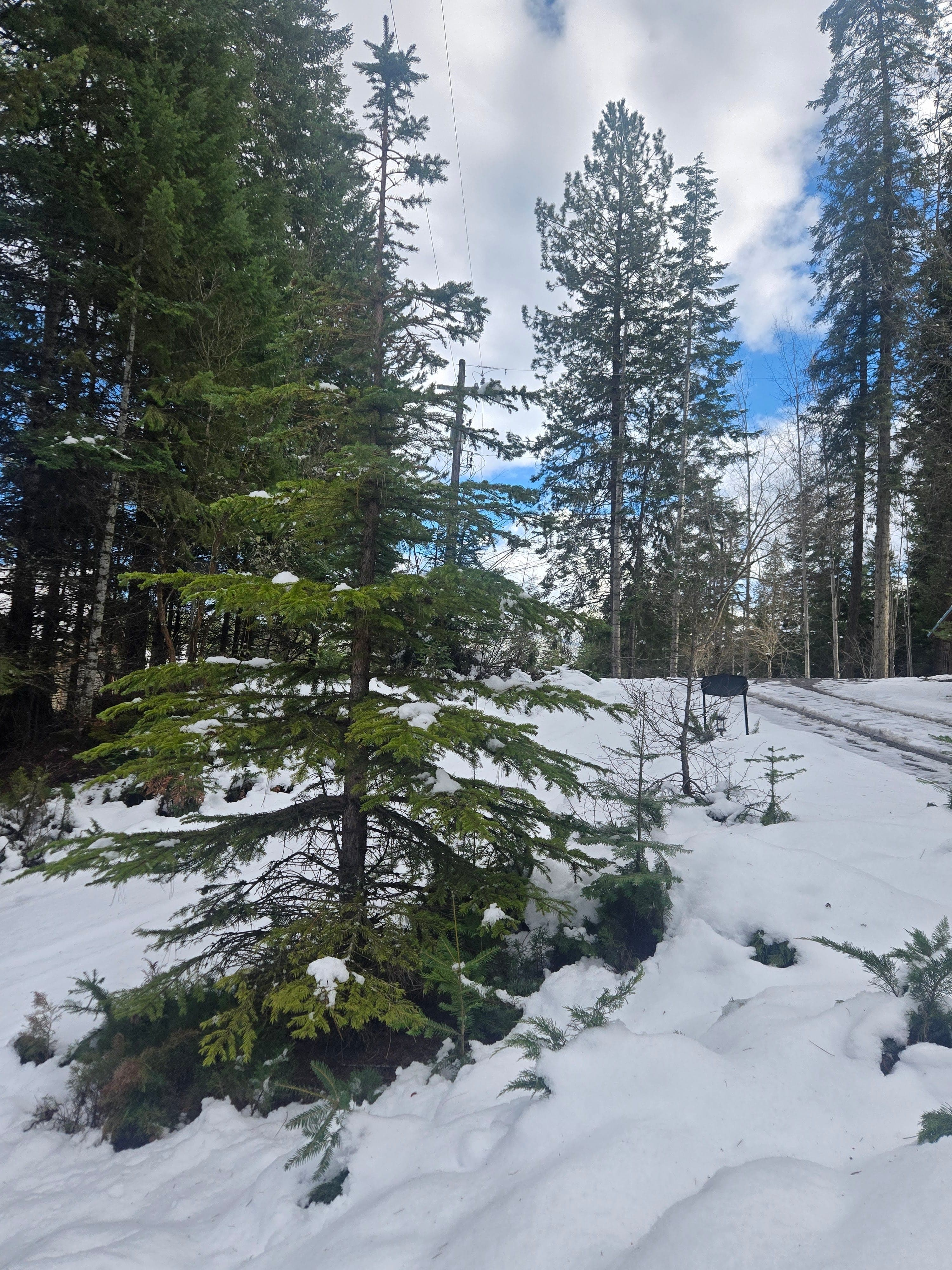 Driveway through pines at Watson's Lakefront Resort, Cataldo, Idaho